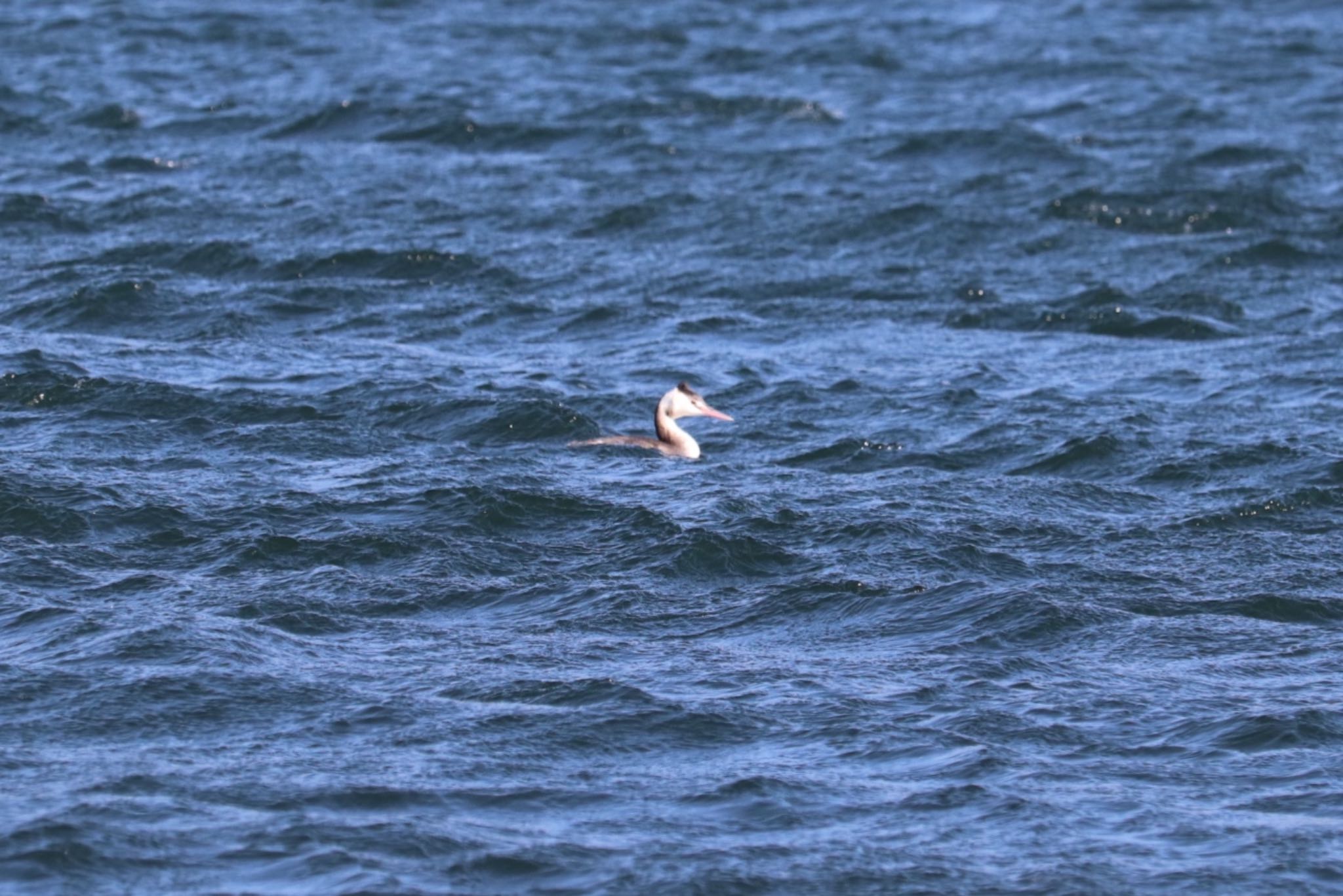 Great Crested Grebe