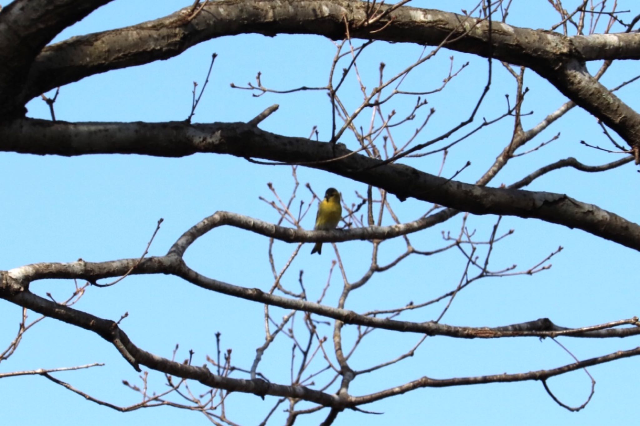 Eurasian Siskin