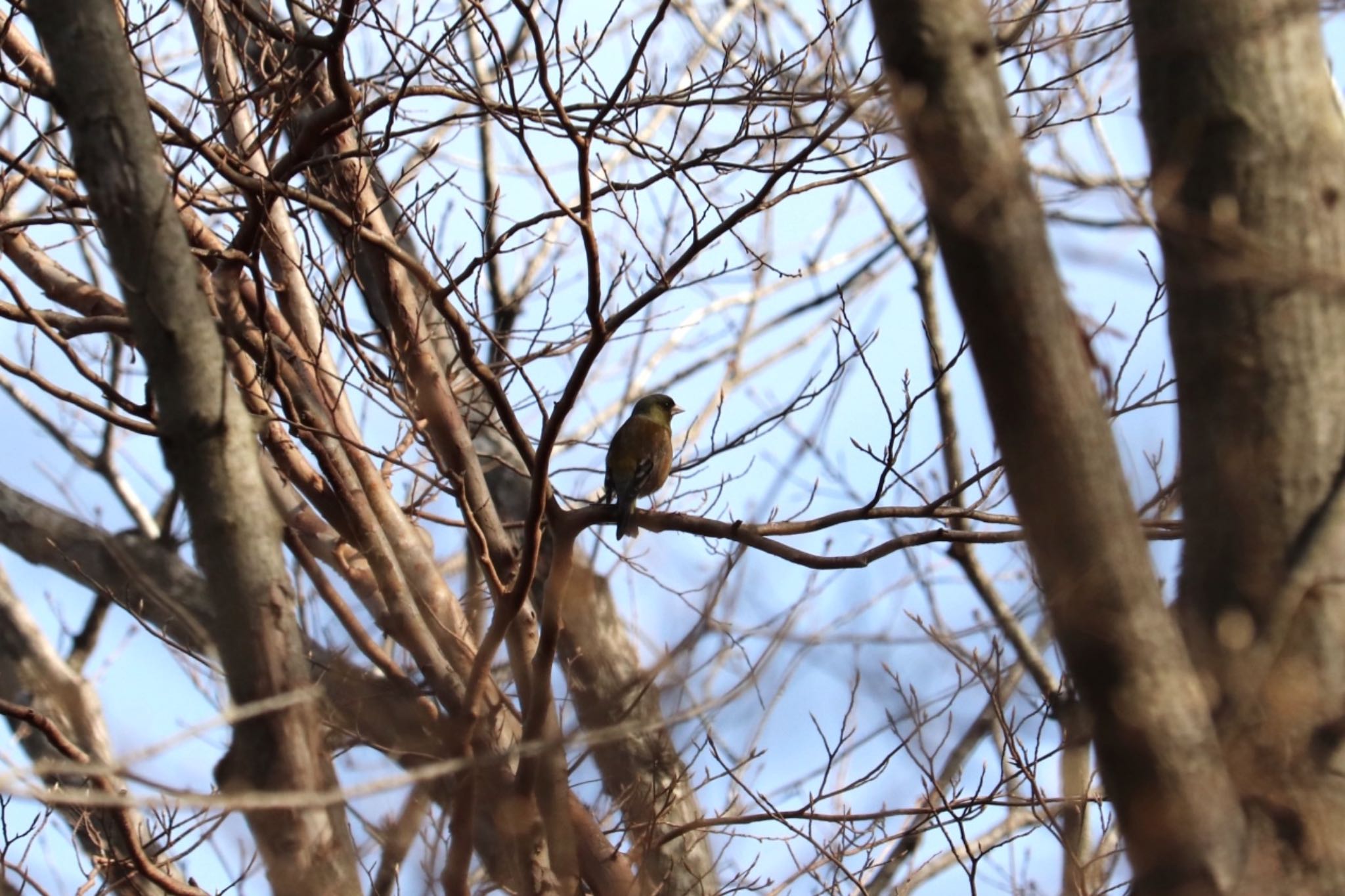 Brambling