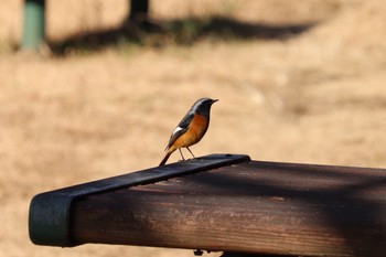 2021年1月16日(土) 一碧湖の野鳥観察記録