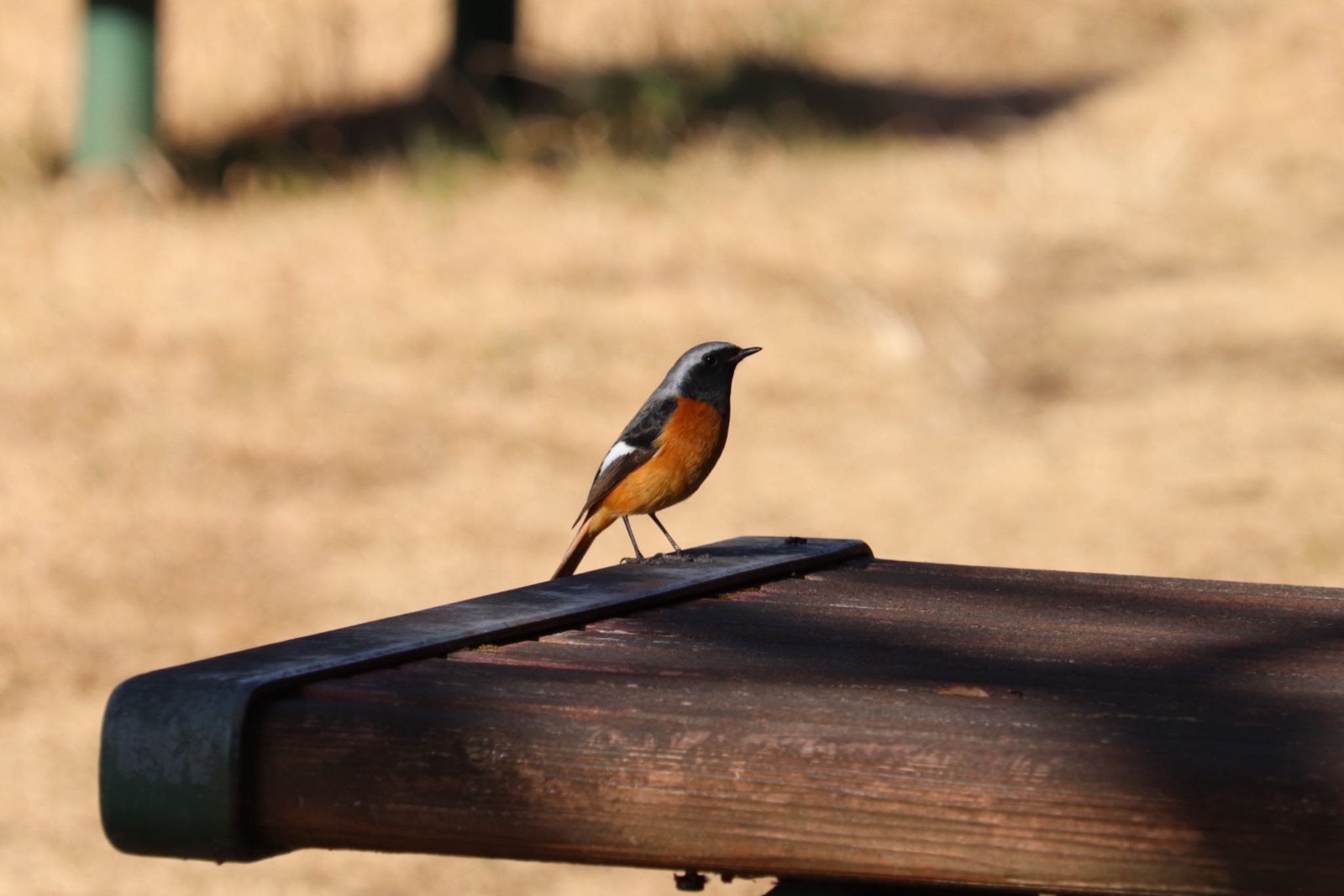 Daurian Redstart