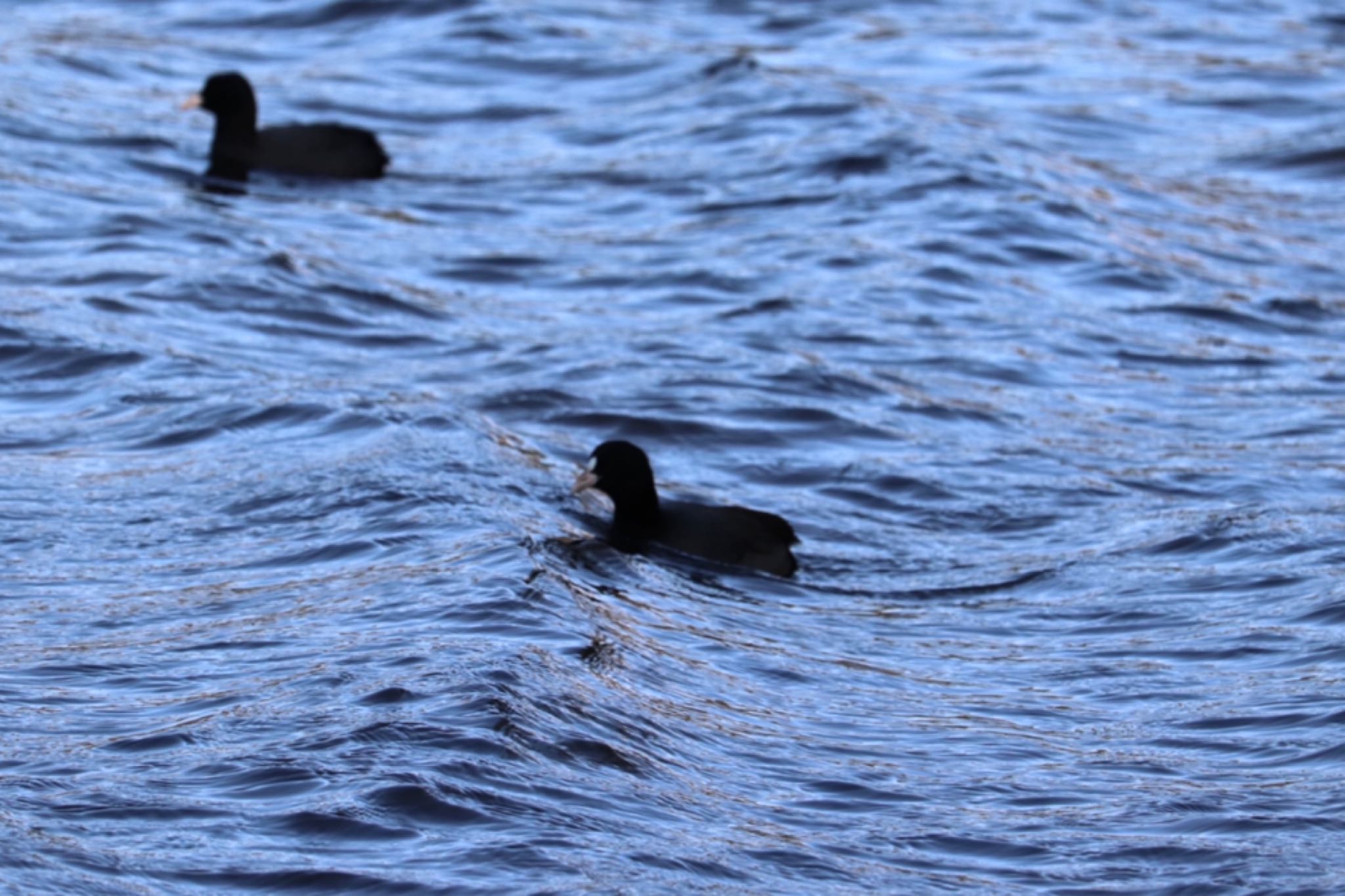 Eurasian Coot