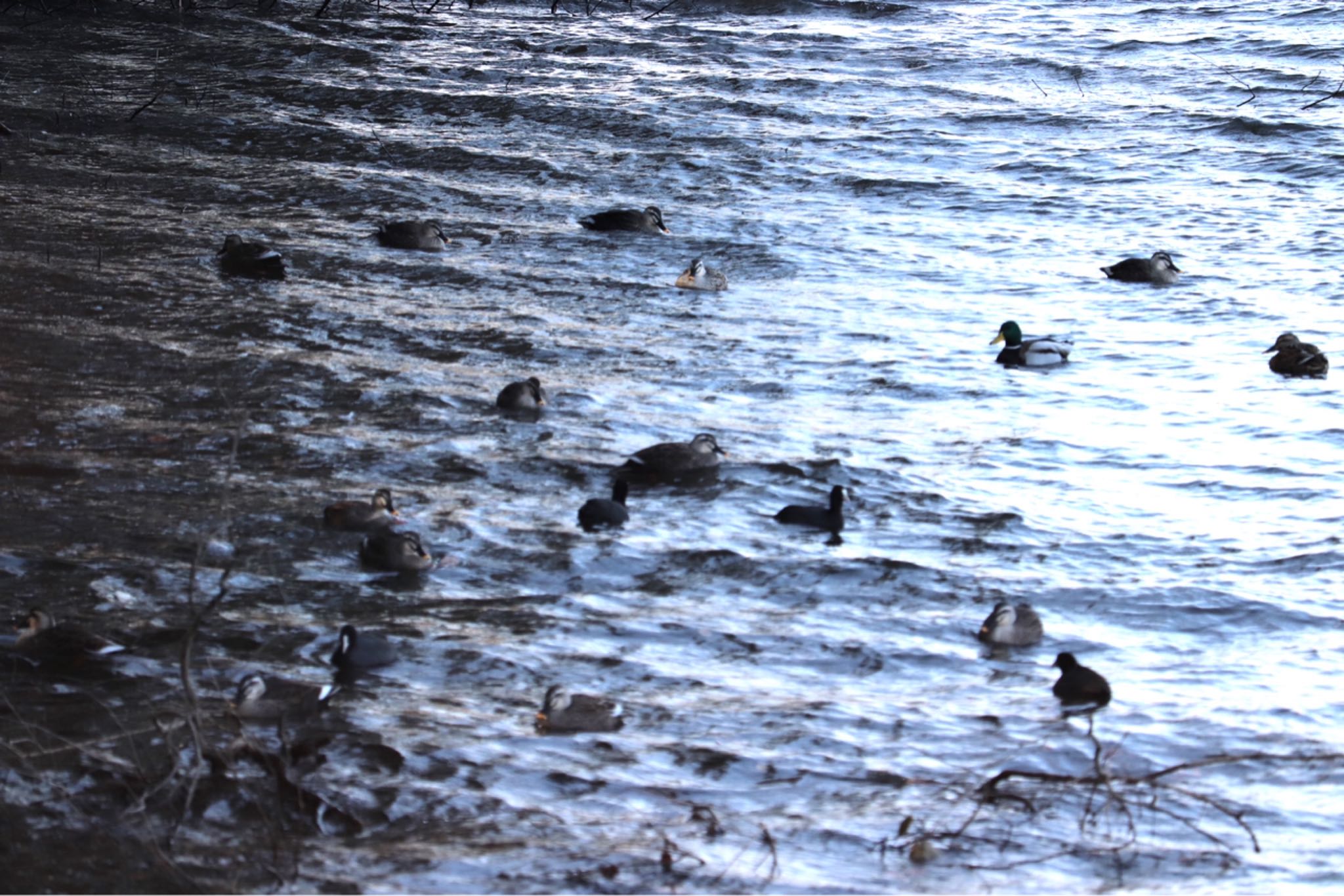 Eastern Spot-billed Duck