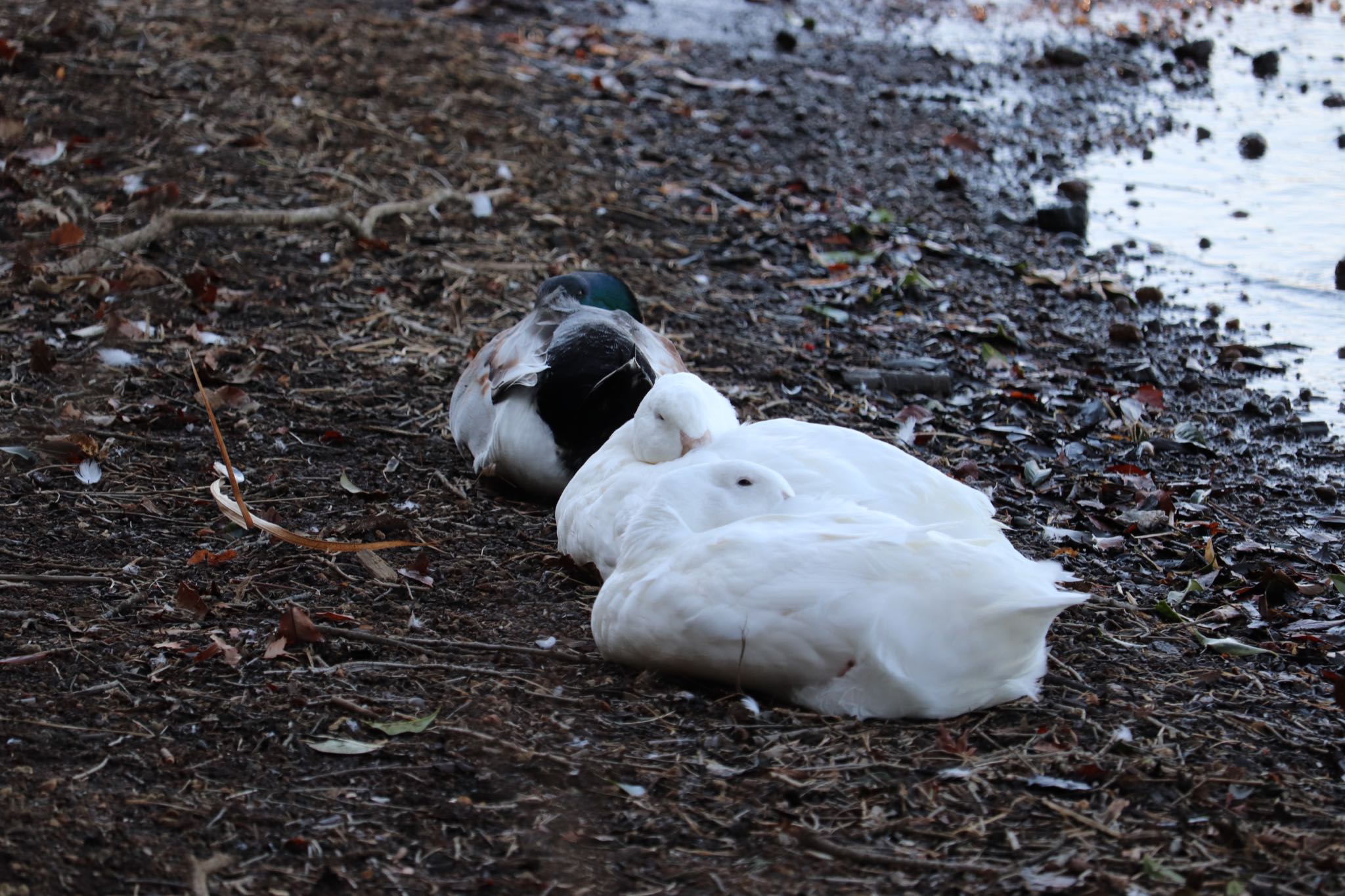 Domestic duck