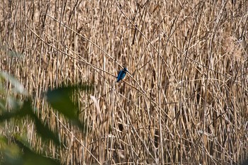 Sat, 1/16/2021 Birding report at Kitamoto Nature Observation Park