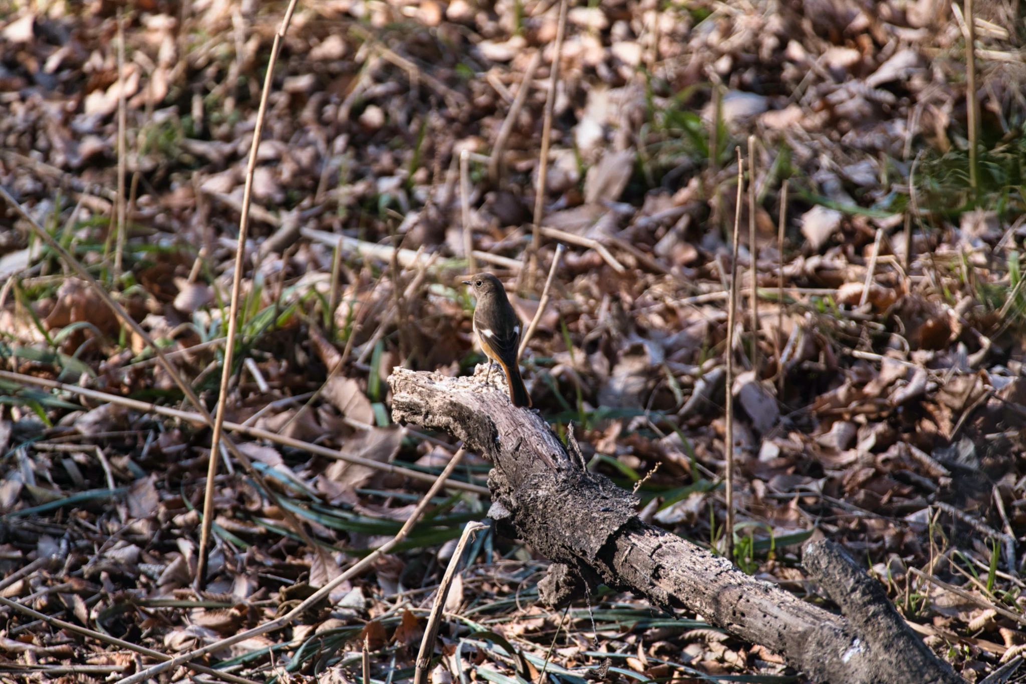 北本自然観察公園 ジョウビタキの写真 by あおじさん