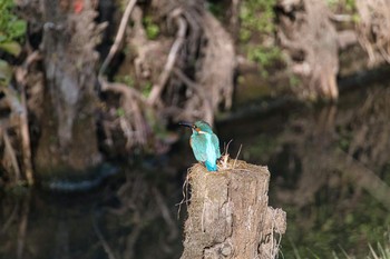 カワセミ 上尾丸山公園 2021年1月16日(土)