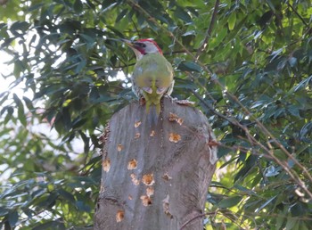 2021年1月16日(土) 芹ケ谷公園の野鳥観察記録