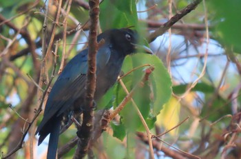 Crow-billed Drongo Khao Mai Keao Reservation Park Sat, 1/16/2021
