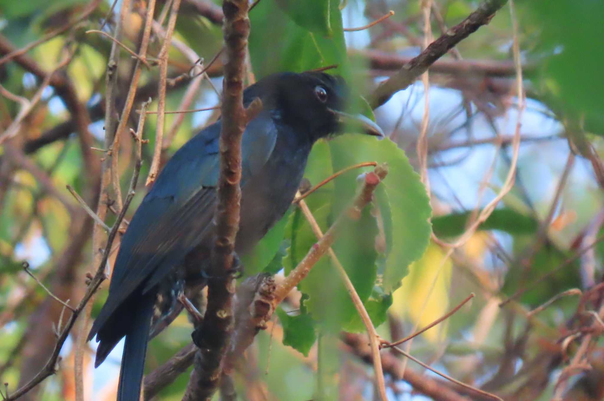 Khao Mai Keao Reservation Park ハシブトオウチュウの写真 by span265