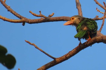 2021年1月16日(土) Khao Mai Keao Reservation Parkの野鳥観察記録