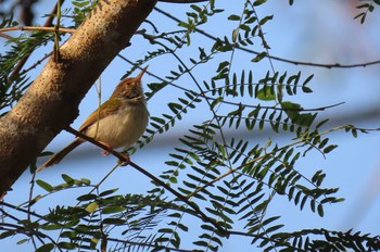 ノドグロサイホウチョウ Khao Mai Keao Reservation Park 2021年1月16日(土)