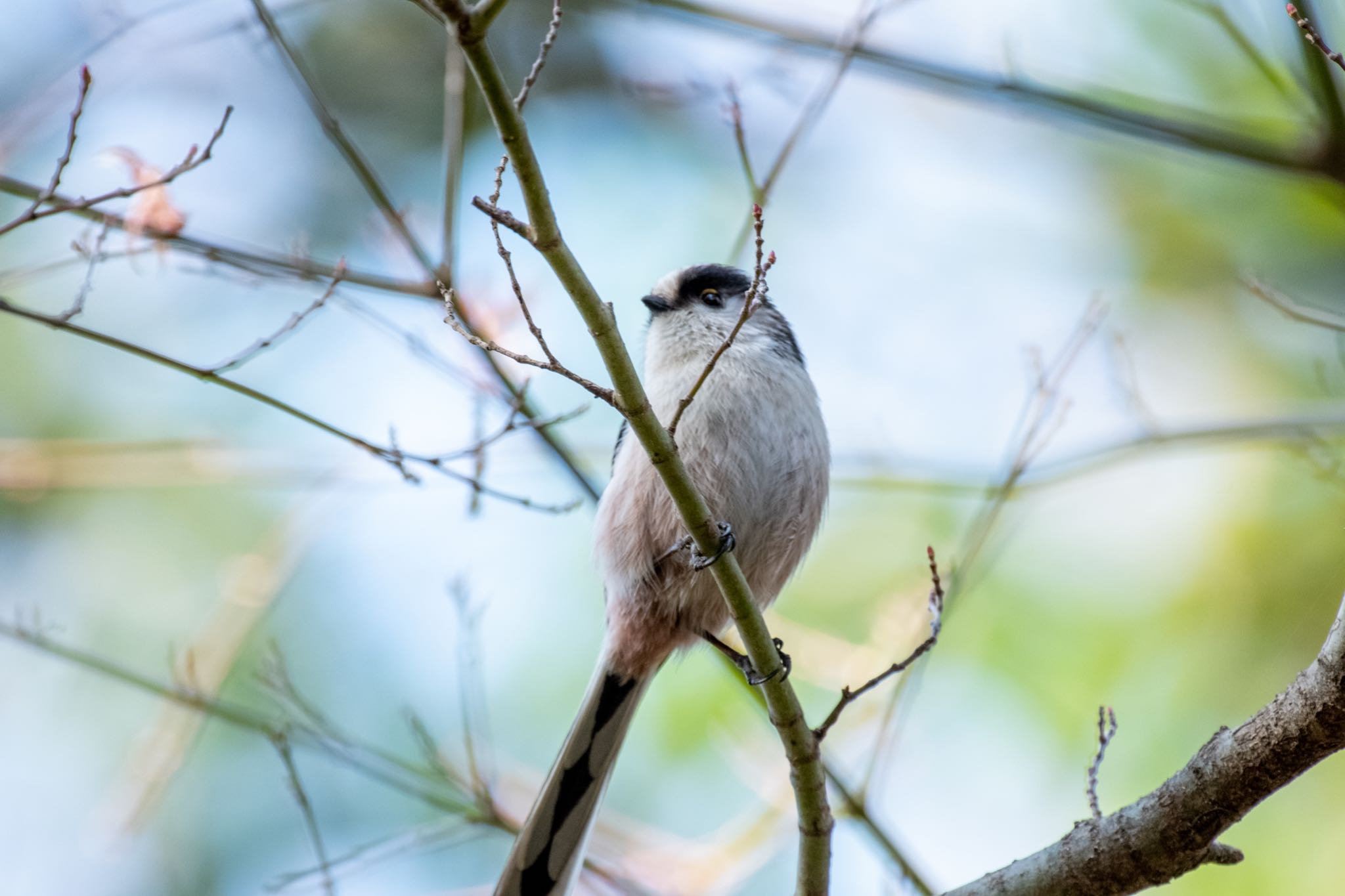 明治神宮 エナガの写真 by Marco Birds