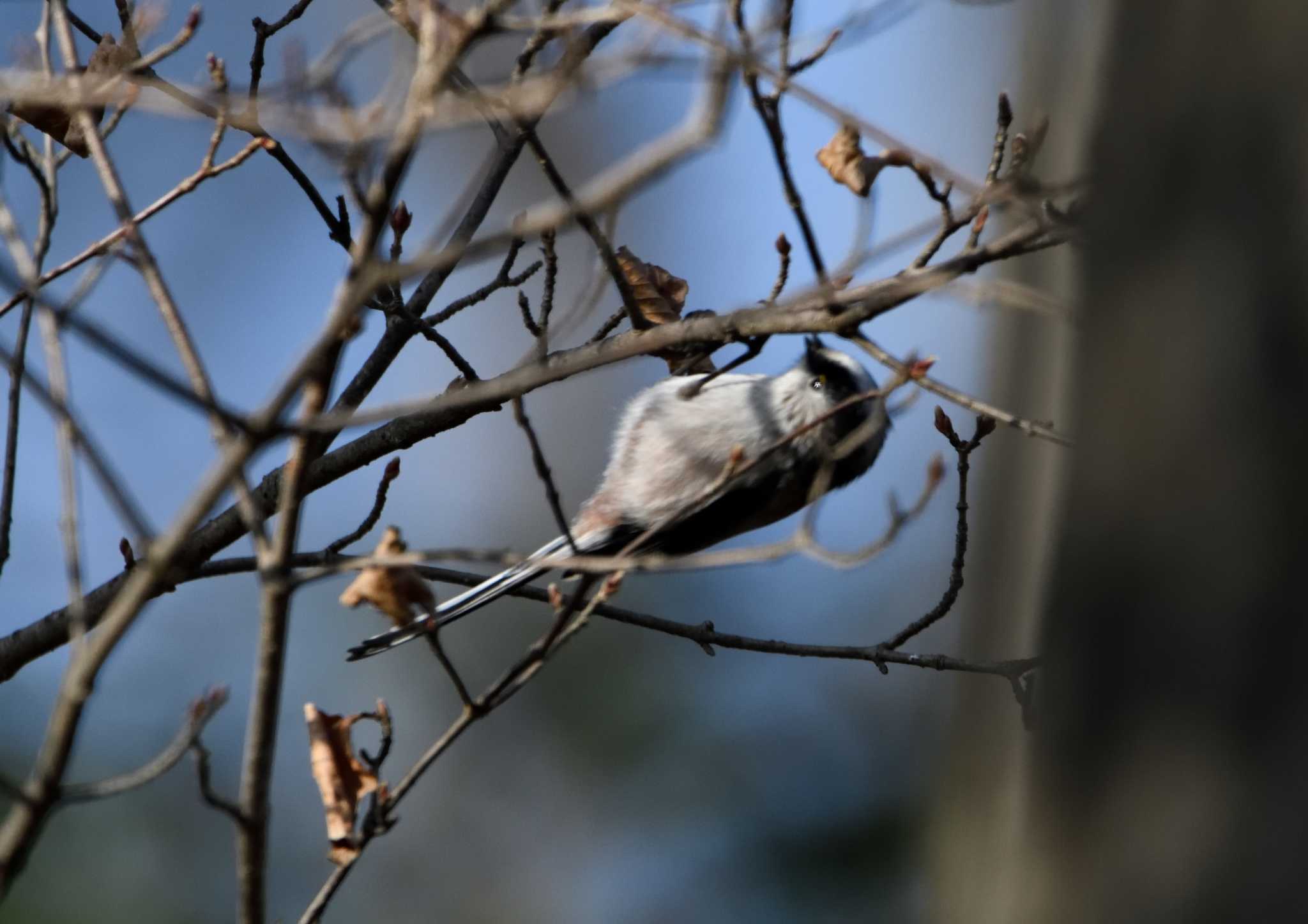 Long-tailed Tit