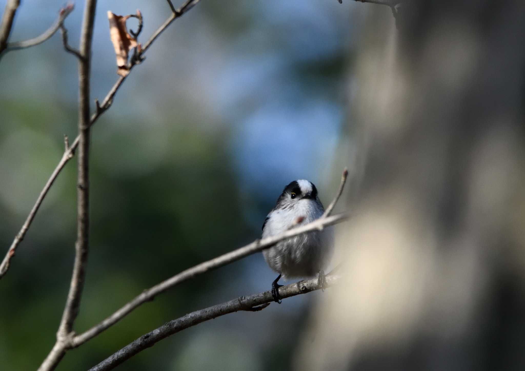 Long-tailed Tit