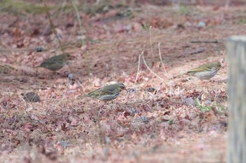 Olive-backed Pipit 再度山 Mon, 1/11/2021