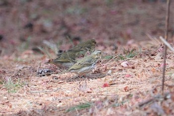 Olive-backed Pipit 再度山 Mon, 1/11/2021