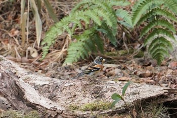 Brambling 再度山 Mon, 1/11/2021