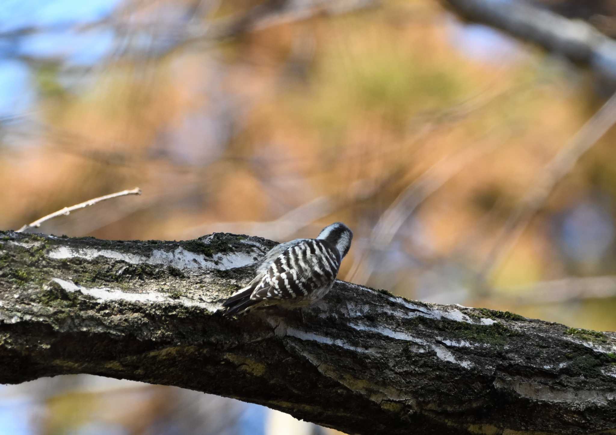 Japanese Pygmy Woodpecker