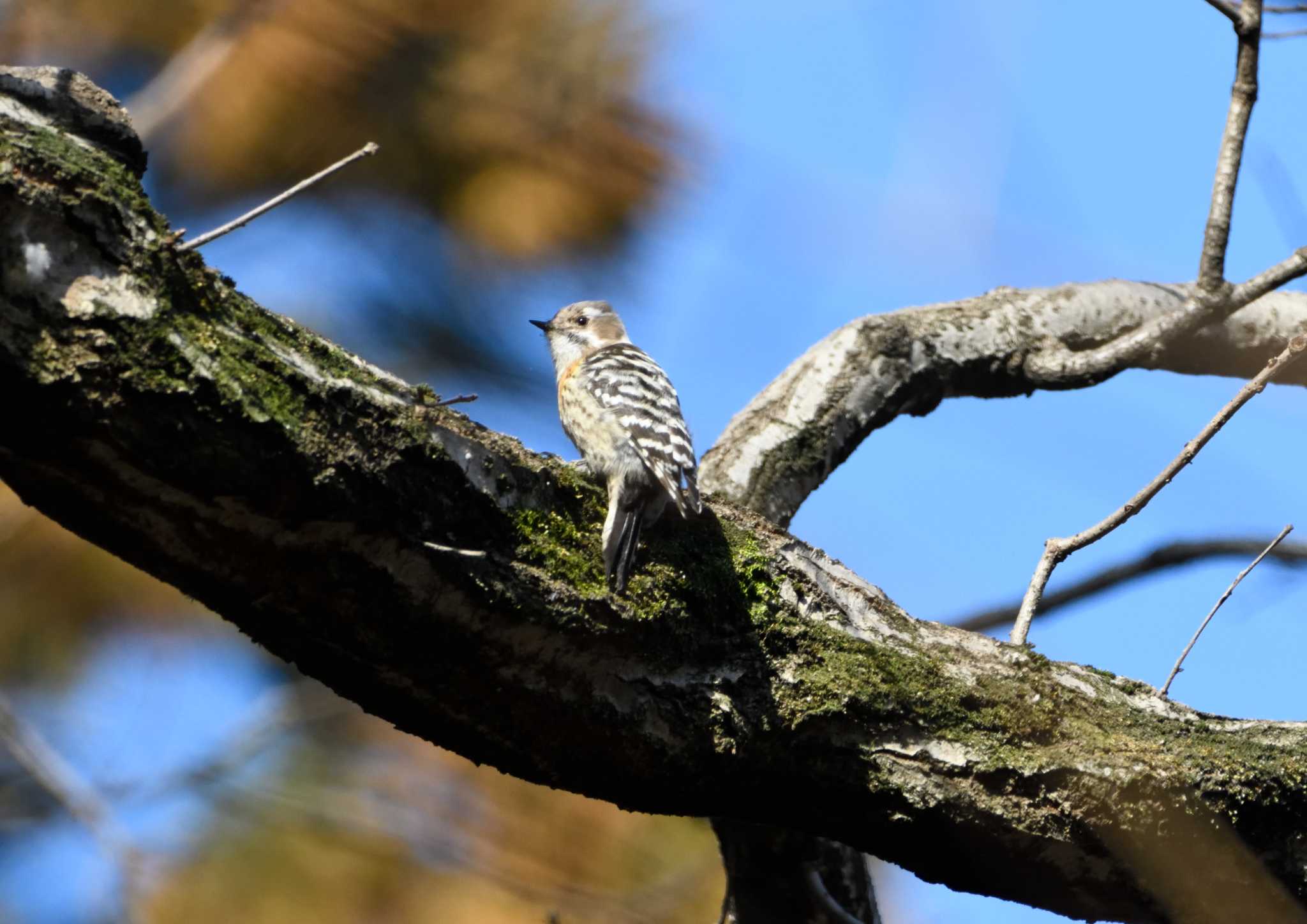 Japanese Pygmy Woodpecker