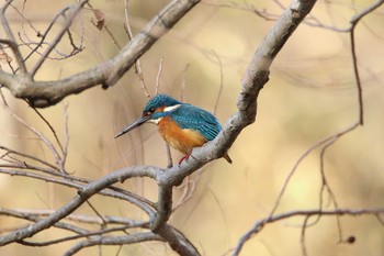 カワセミ 秋ヶ瀬公園(ピクニックの森) 2021年1月16日(土)