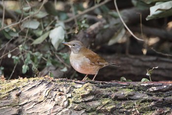 シロハラ 秋ヶ瀬公園(野鳥の森) 2021年1月16日(土)