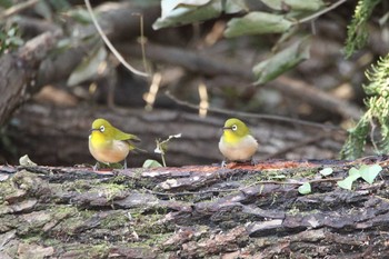 メジロ 秋ヶ瀬公園(野鳥の森) 2021年1月16日(土)