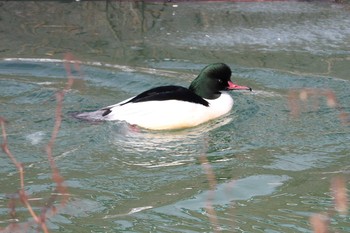 Common Merganser 函館市亀田川 Sat, 2/4/2017