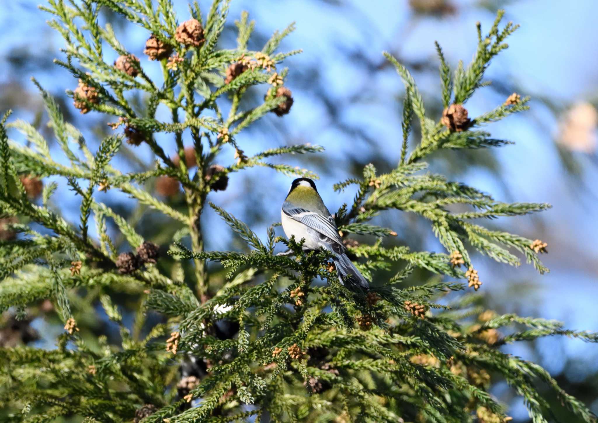 Japanese Tit