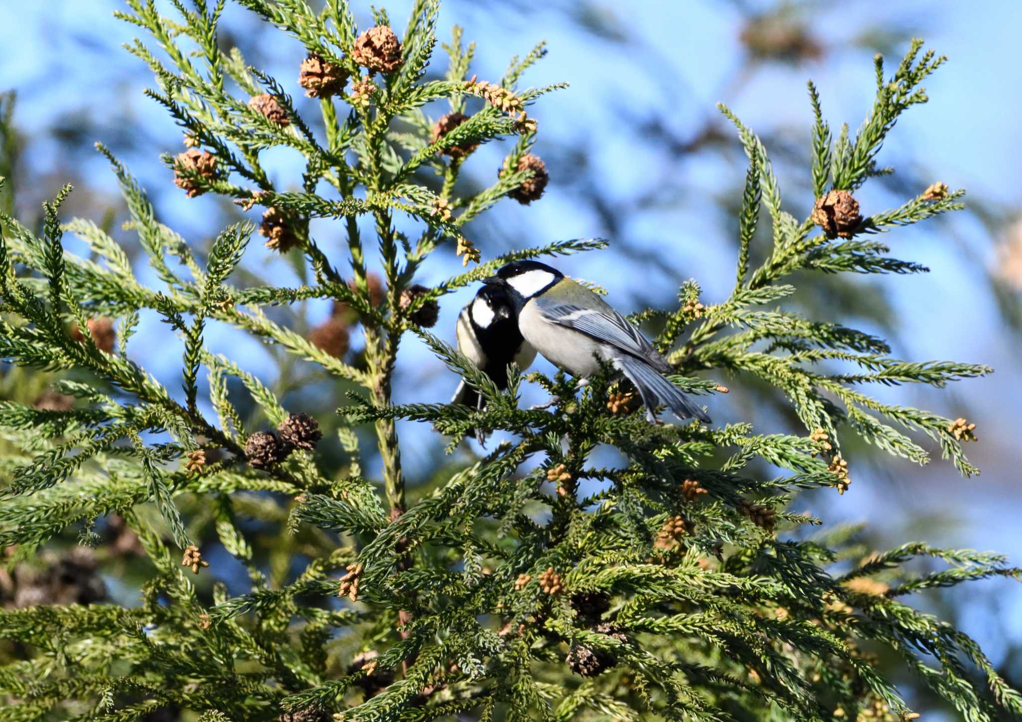 Japanese Tit