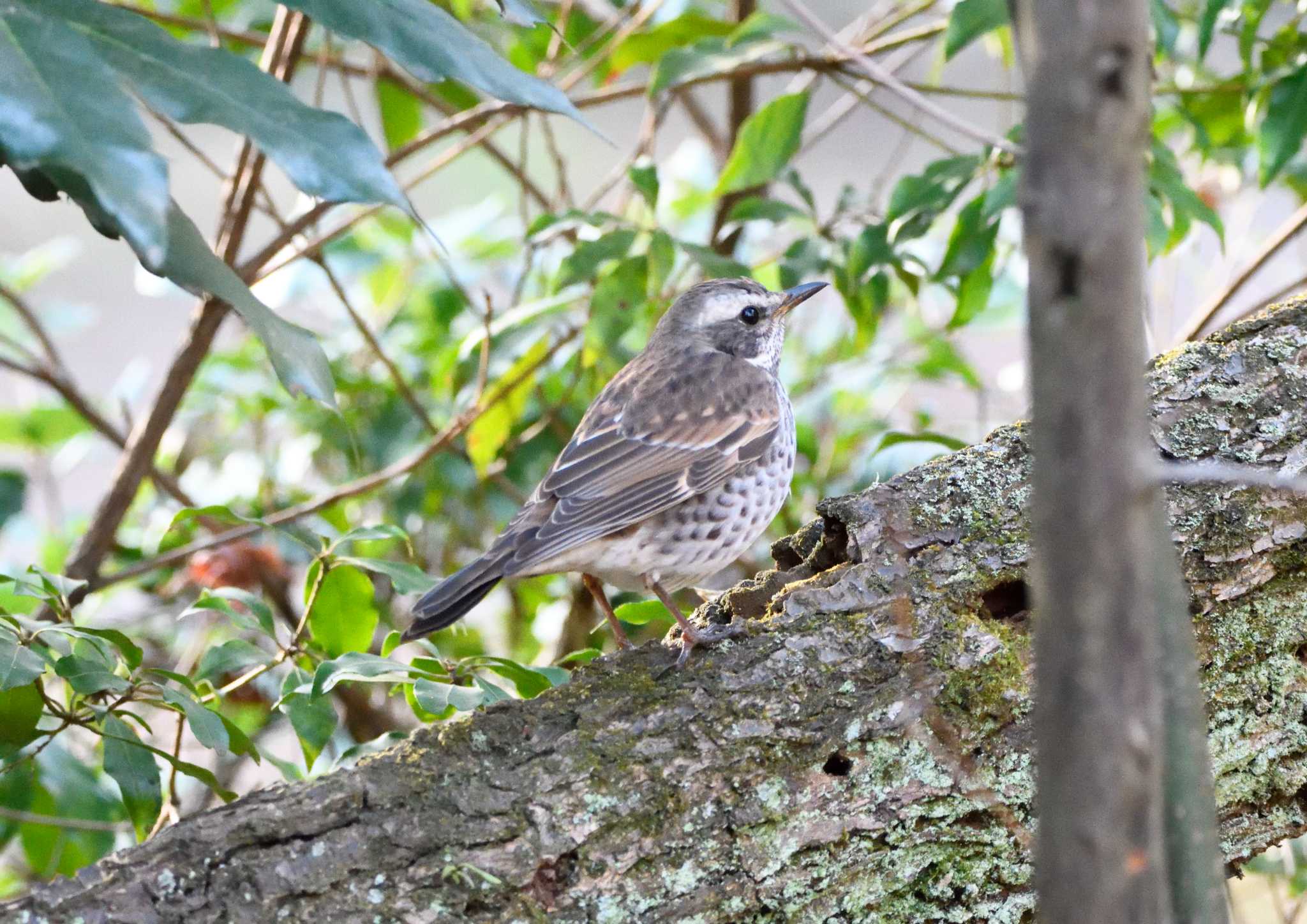 Dusky Thrush