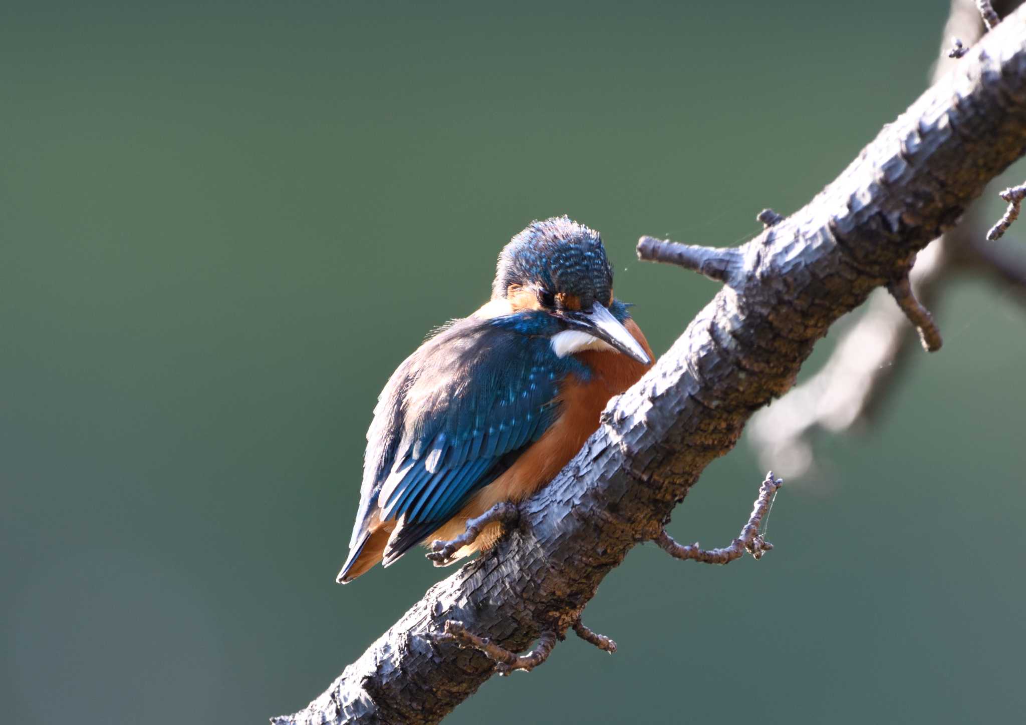 Common Kingfisher