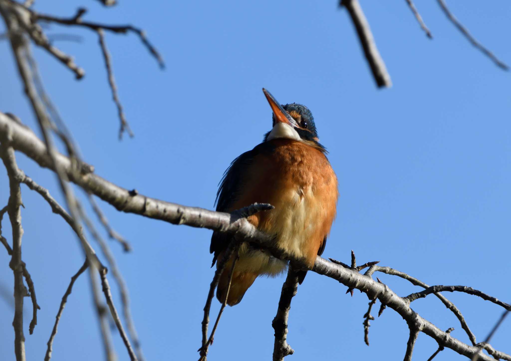 Common Kingfisher