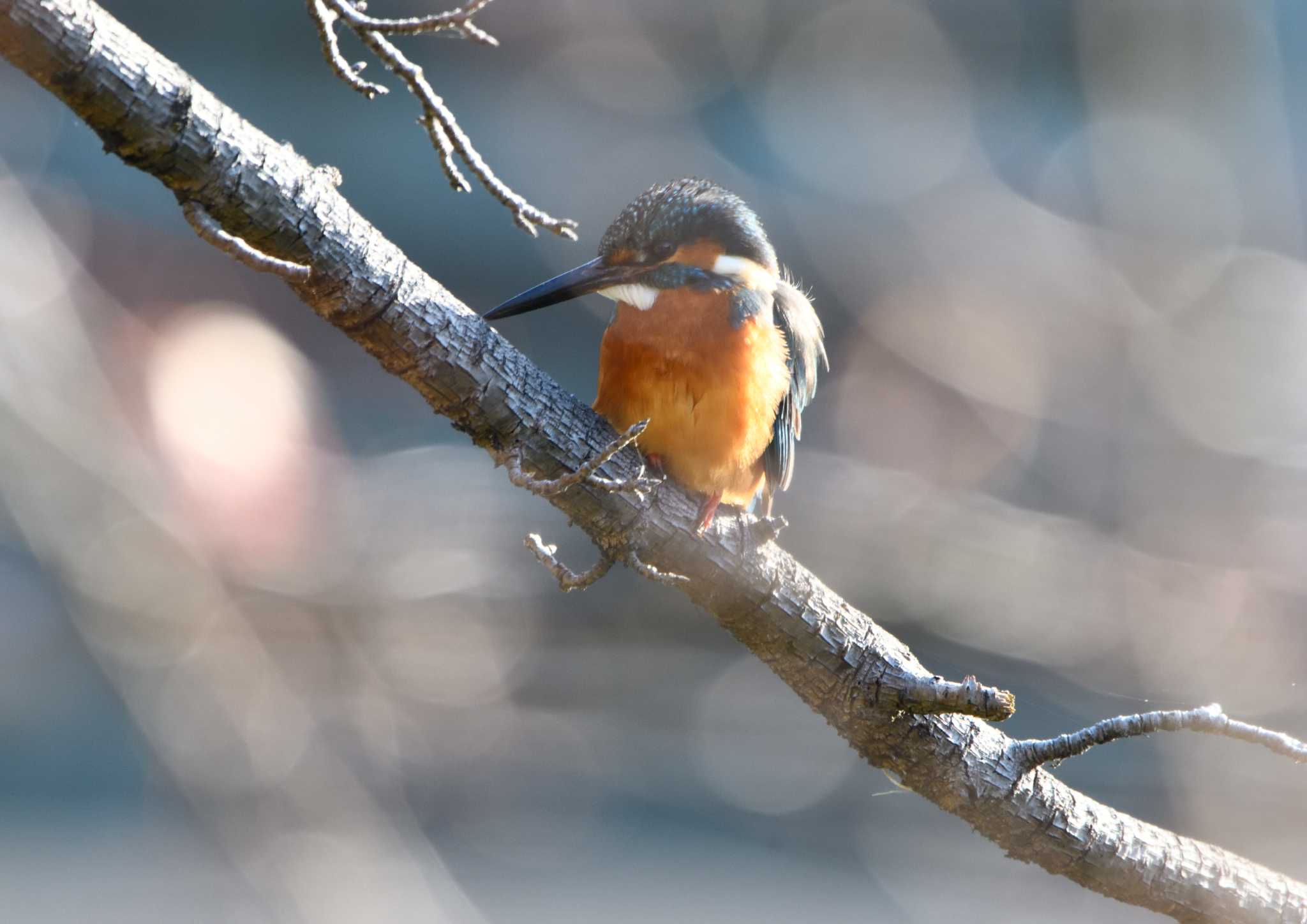 Common Kingfisher