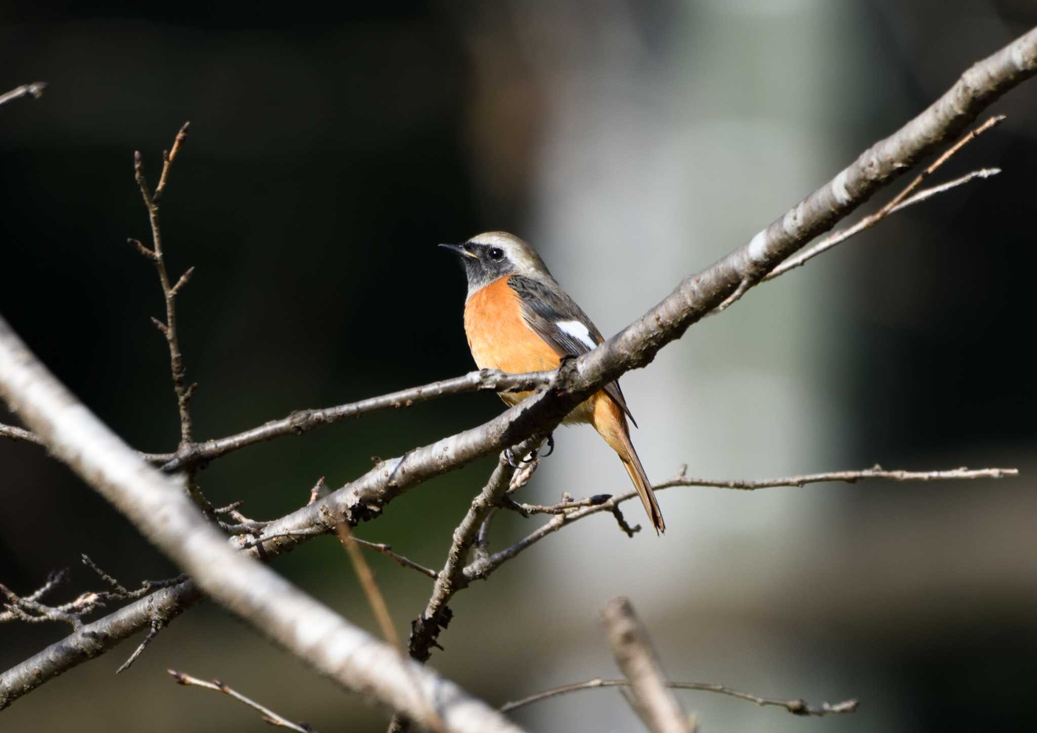 Daurian Redstart