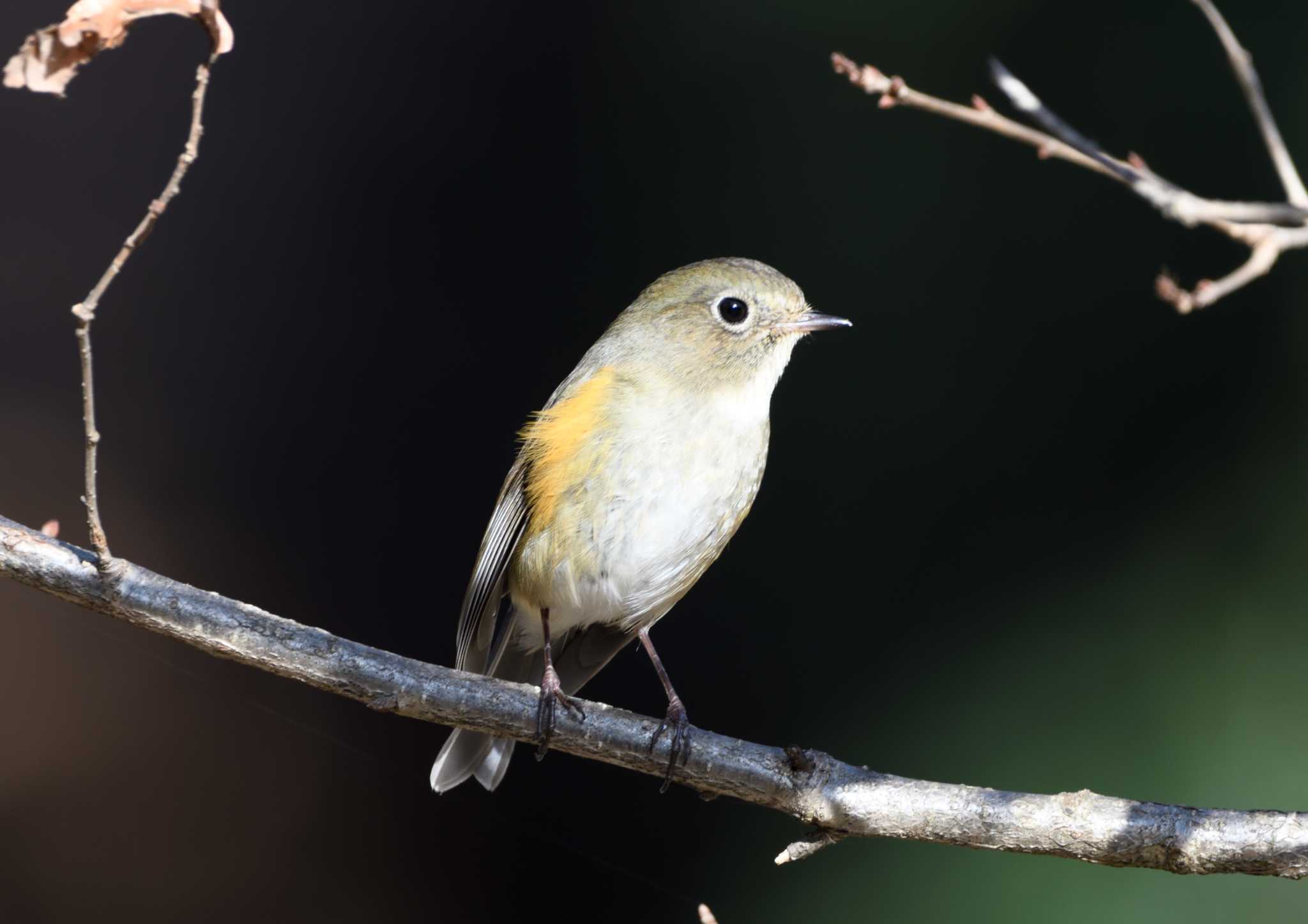 Red-flanked Bluetail