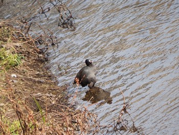 Sat, 1/16/2021 Birding report at 石神井川