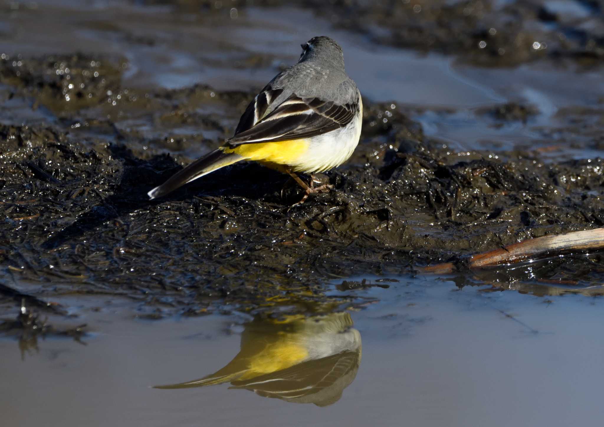 Grey Wagtail