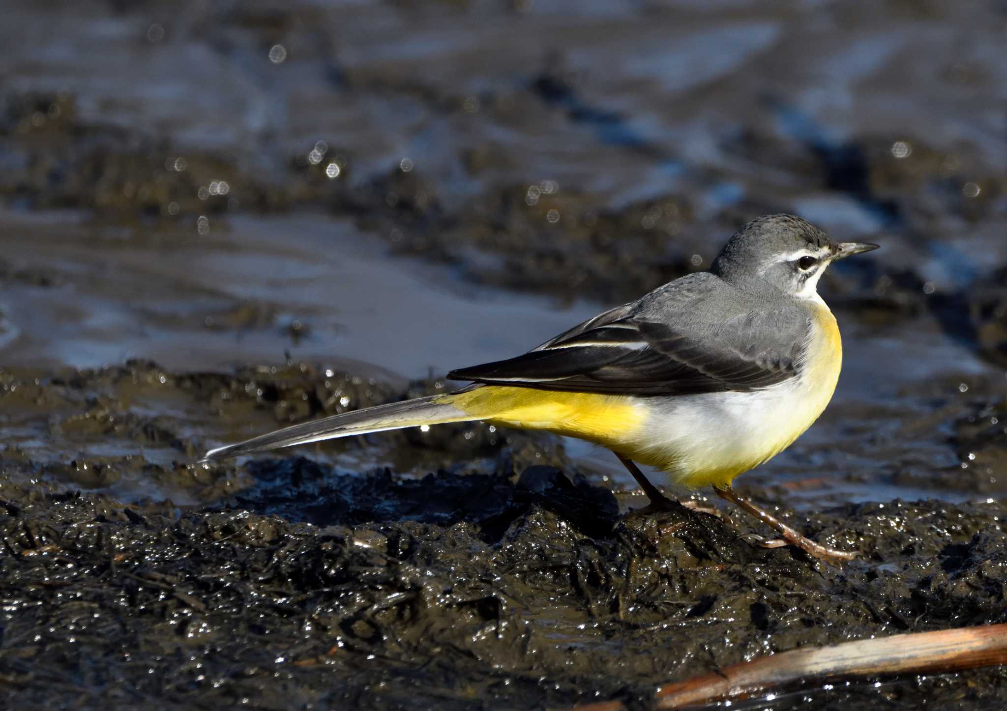 Grey Wagtail