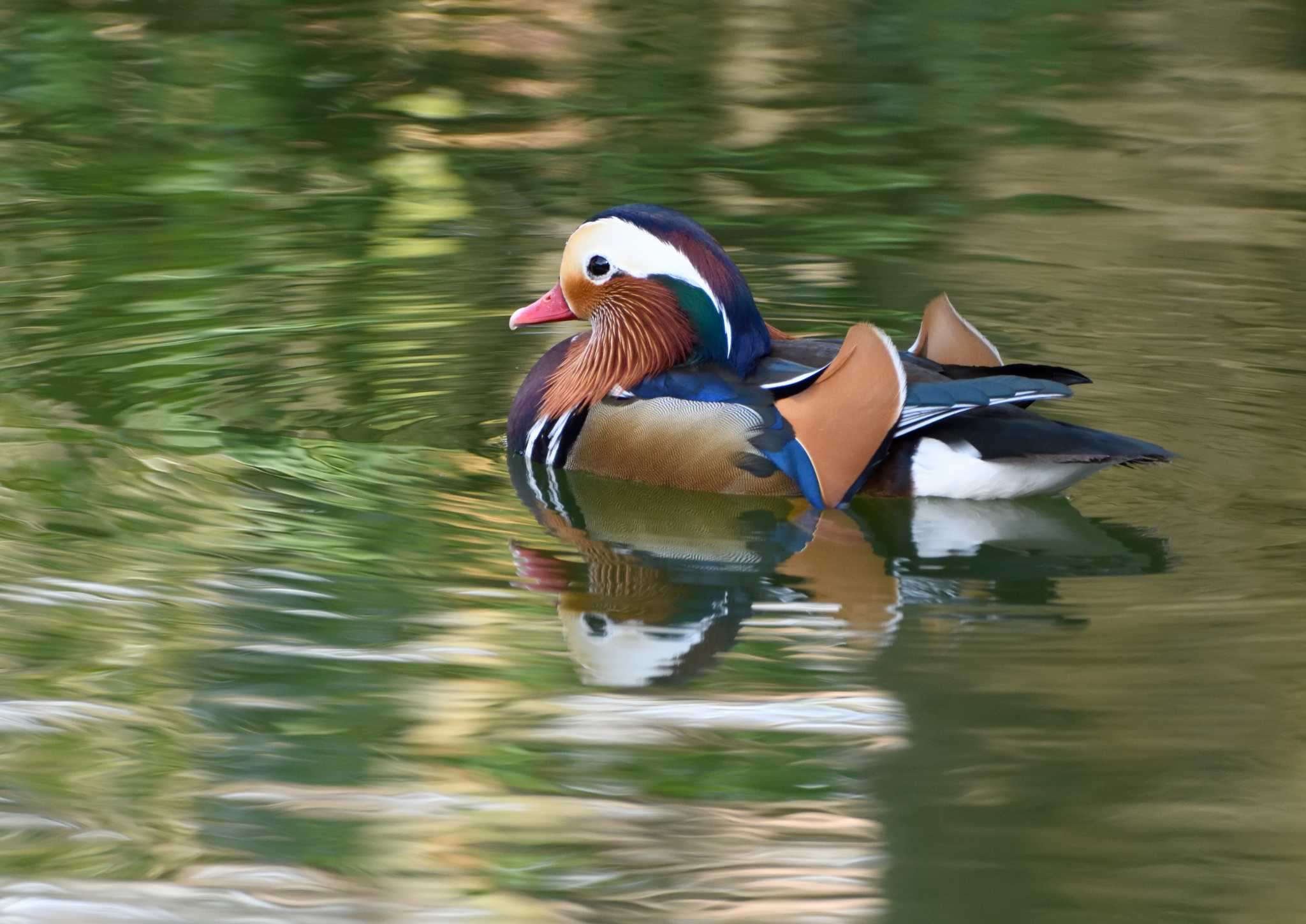 Mandarin Duck