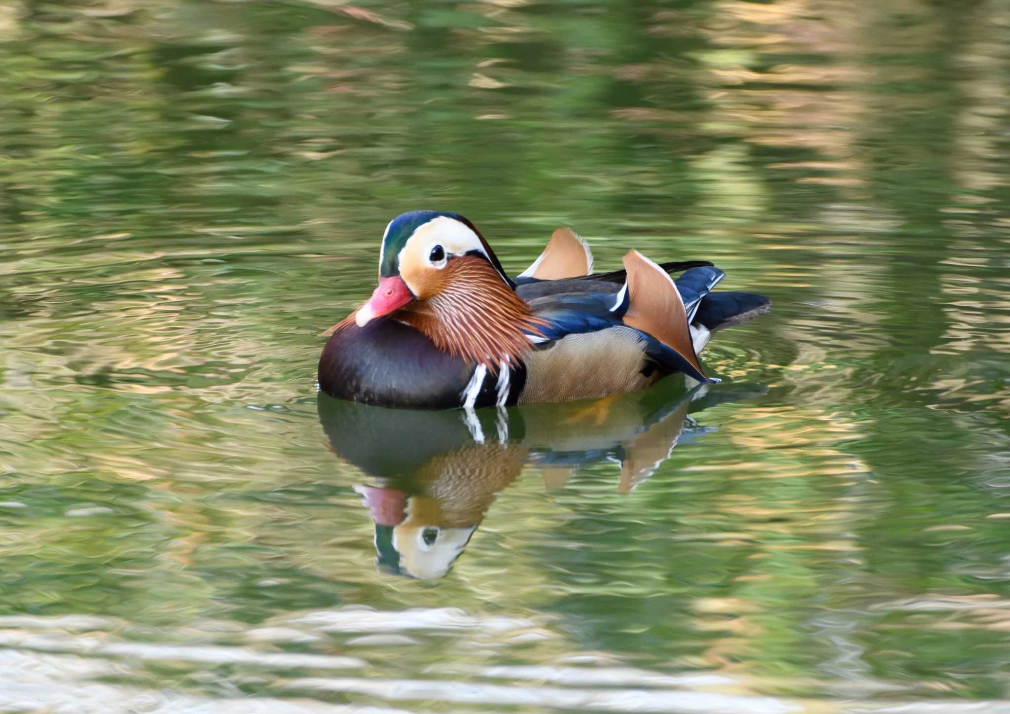 Mandarin Duck