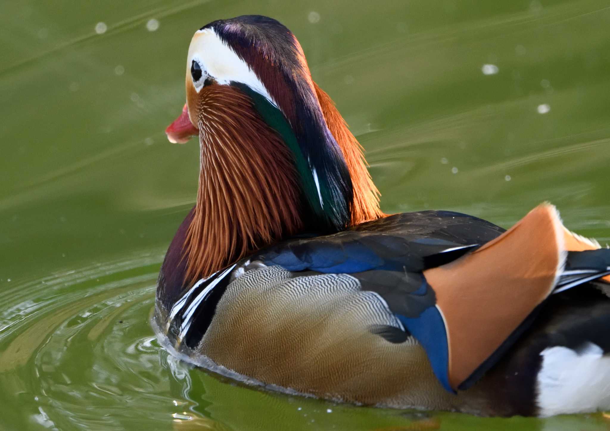 Mandarin Duck