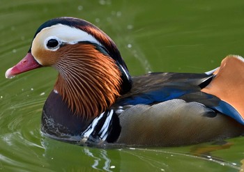 Sat, 1/16/2021 Birding report at Machida Yakushiike Park