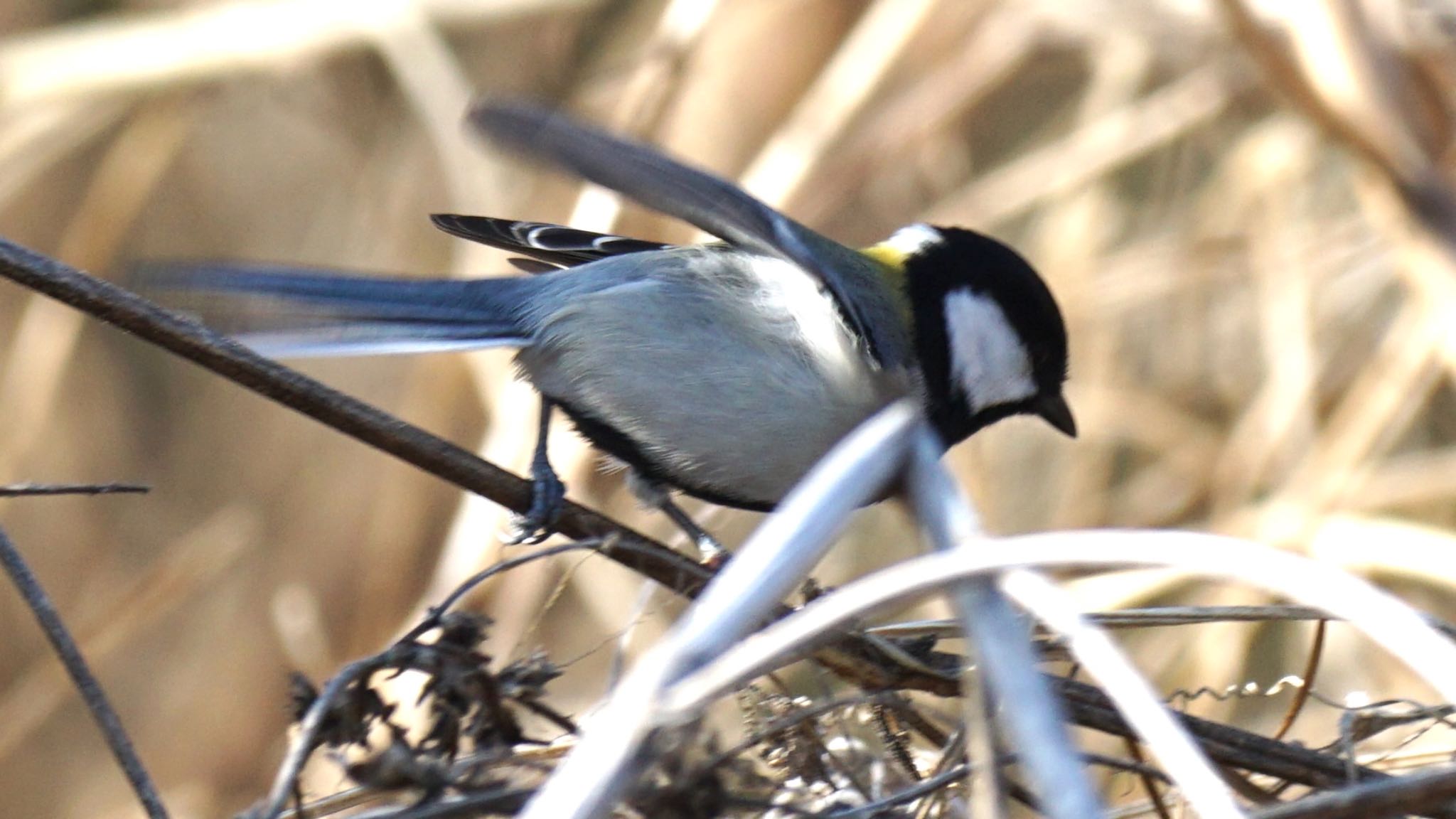 シジュウカラ