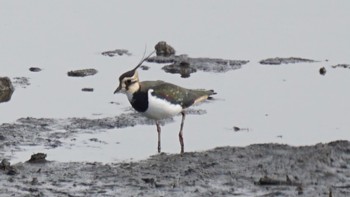 2021年1月16日(土) 芝川第一調節池(芝川貯水池)の野鳥観察記録