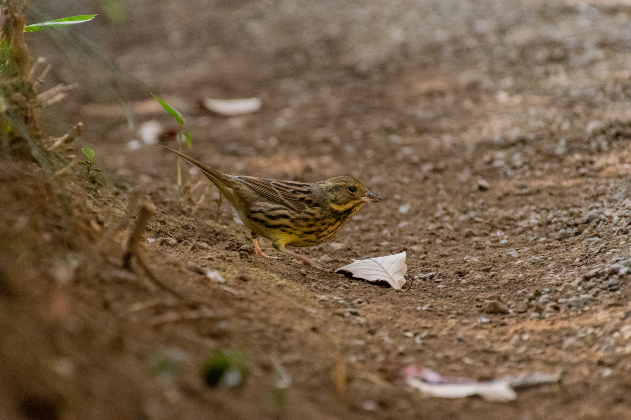 明治神宮 アオジの写真 by Marco Birds