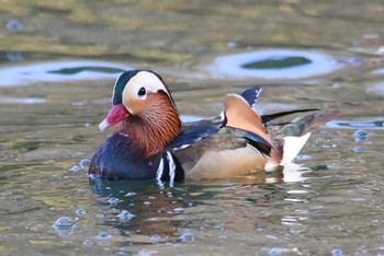 2021年1月16日(土) 薬師池公園の野鳥観察記録