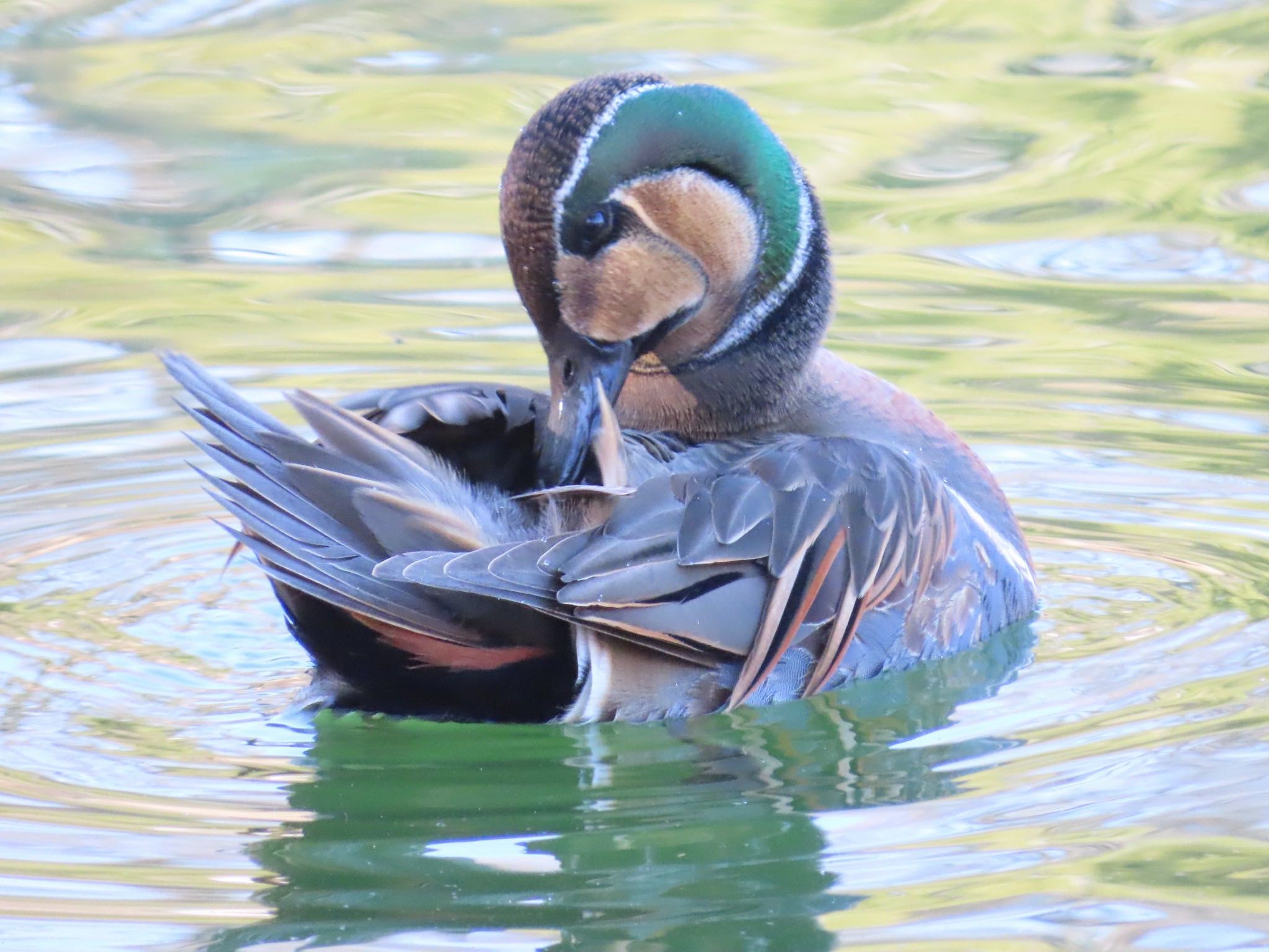 薬師池公園 トモエガモの写真 by ぽぽぽ