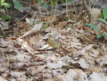 Masked Bunting Kasai Rinkai Park Sat, 1/16/2021