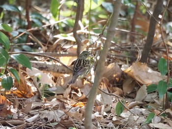 2021年1月16日(土) 葛西臨海公園の野鳥観察記録